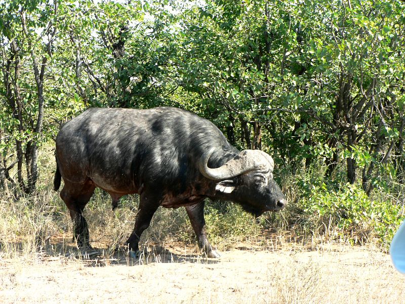 JAR 068_buv.JPG - Buvol, v tomto případě samotář. My jsme naprosto v klidu, i když je toto zvíře stejně velké jako auto a jde od nás asi tak metr.